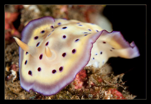 Chromodoris Kunei by Charles Wright 